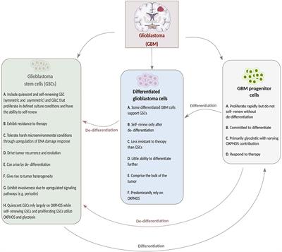 Mitochondria’s Role in the Maintenance of Cancer Stem Cells in Glioblastoma